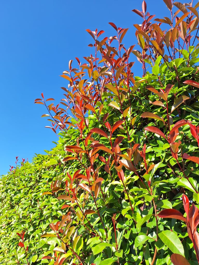 a Photinia × Fraseri hedge with green and red leaves