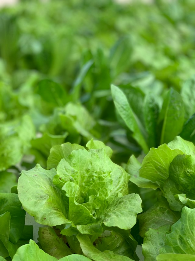 Lettuce