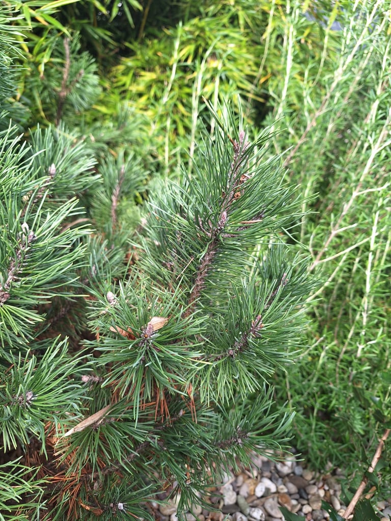 a Pinus Mugo evergren shrub with pine nedles