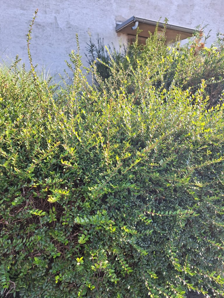 a high boxwood shrub with small green leaves