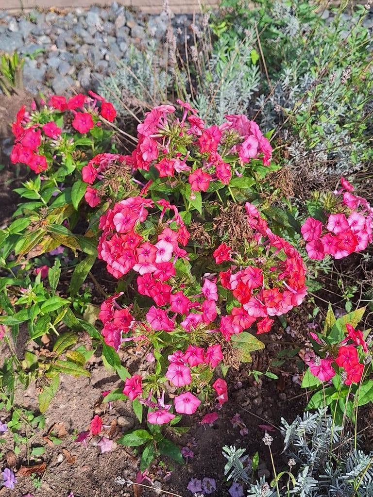 pink perennial Dwarf Phlox bsh flowers