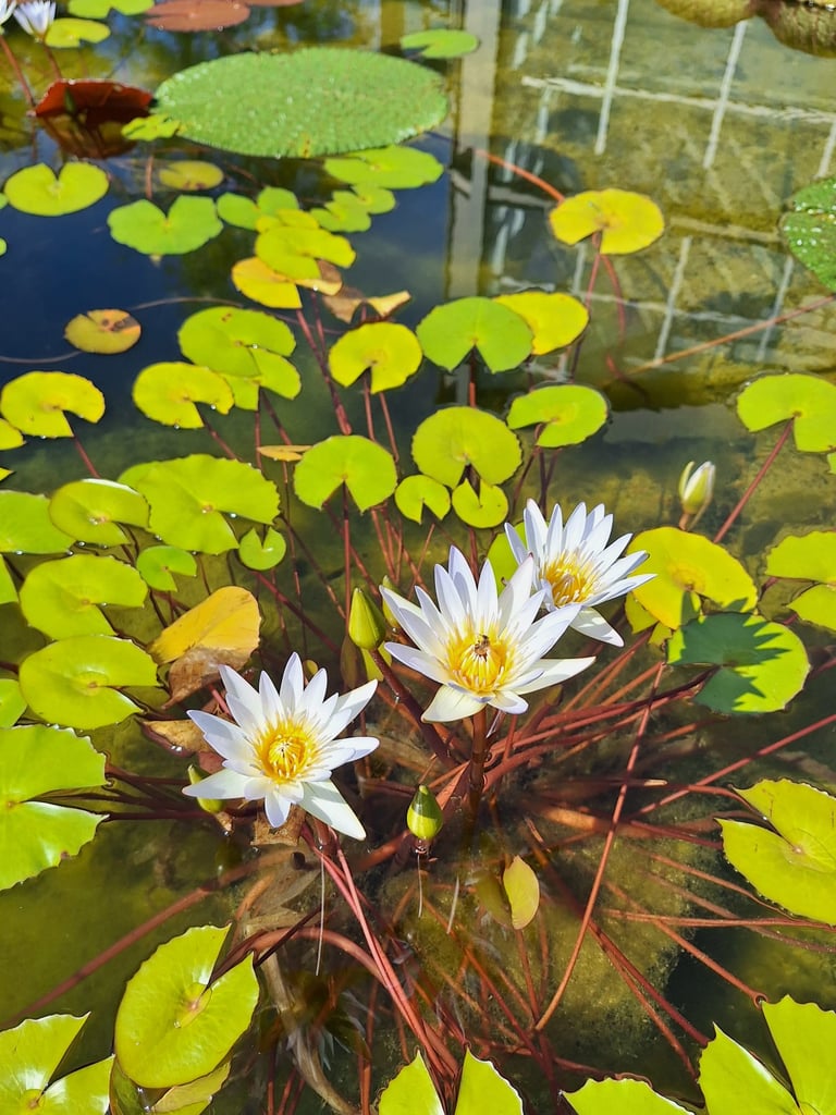 three water flowers with smaller green leaves