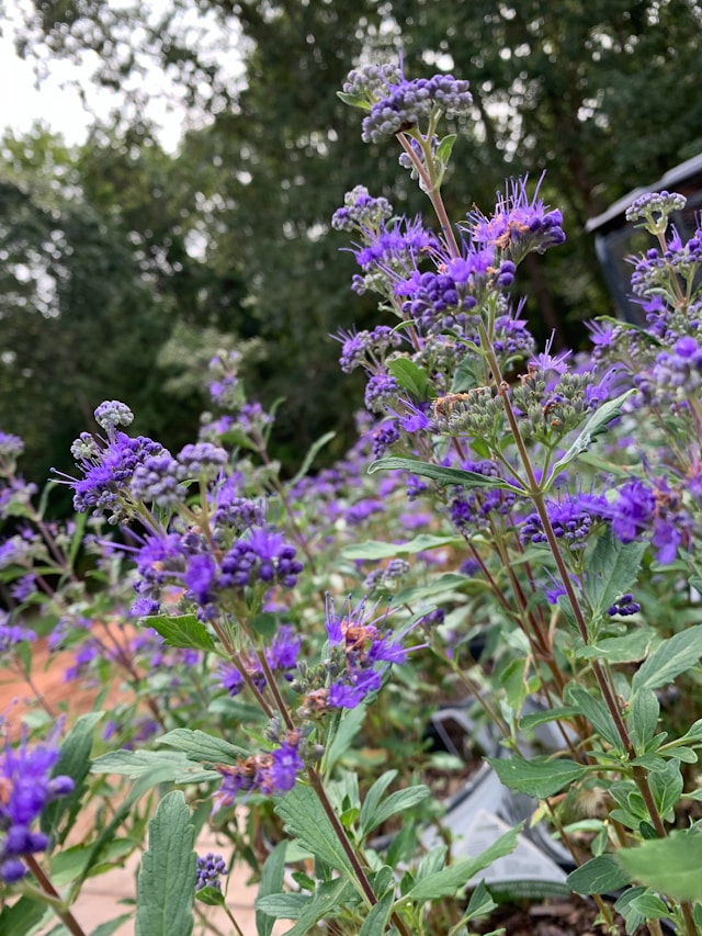multiple Blueberard flowers blooming on the bushes steams