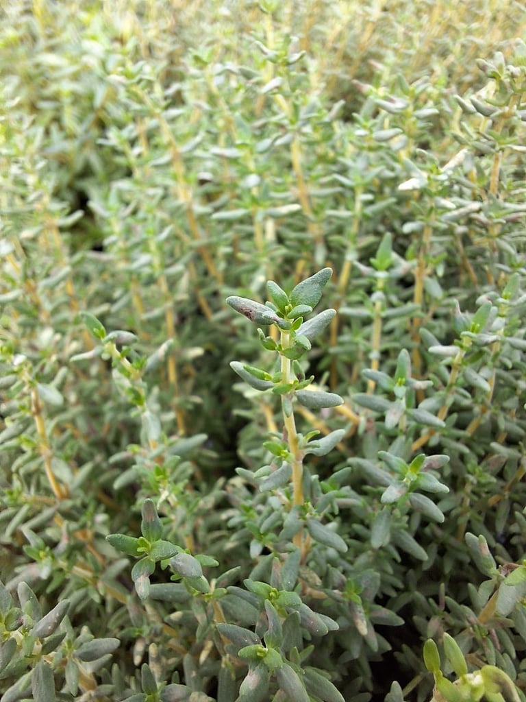 Thyme herb stems with small leaves
