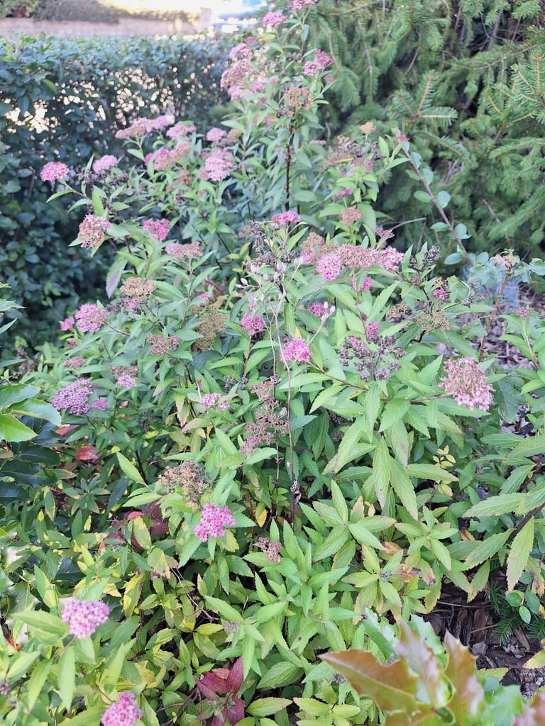 the deer resistant Spirea shrub with pink flowers
