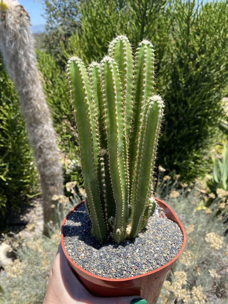 a cactus plant in a pot around outside vegetation
