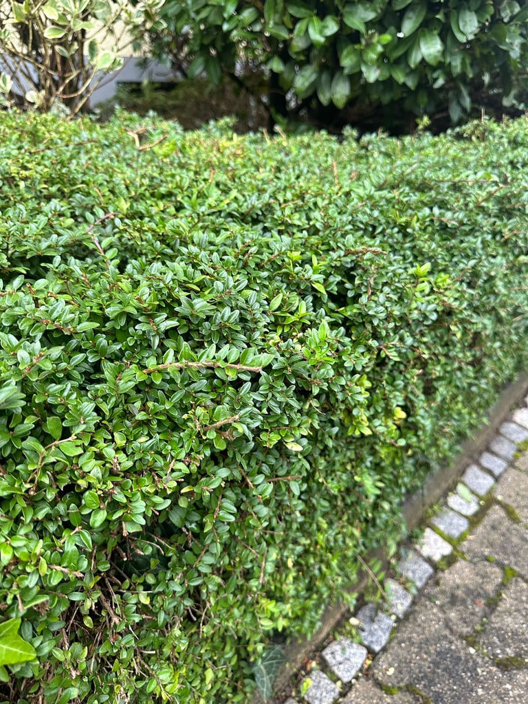 a low maintenance Boxwood hedge with tiny leaves