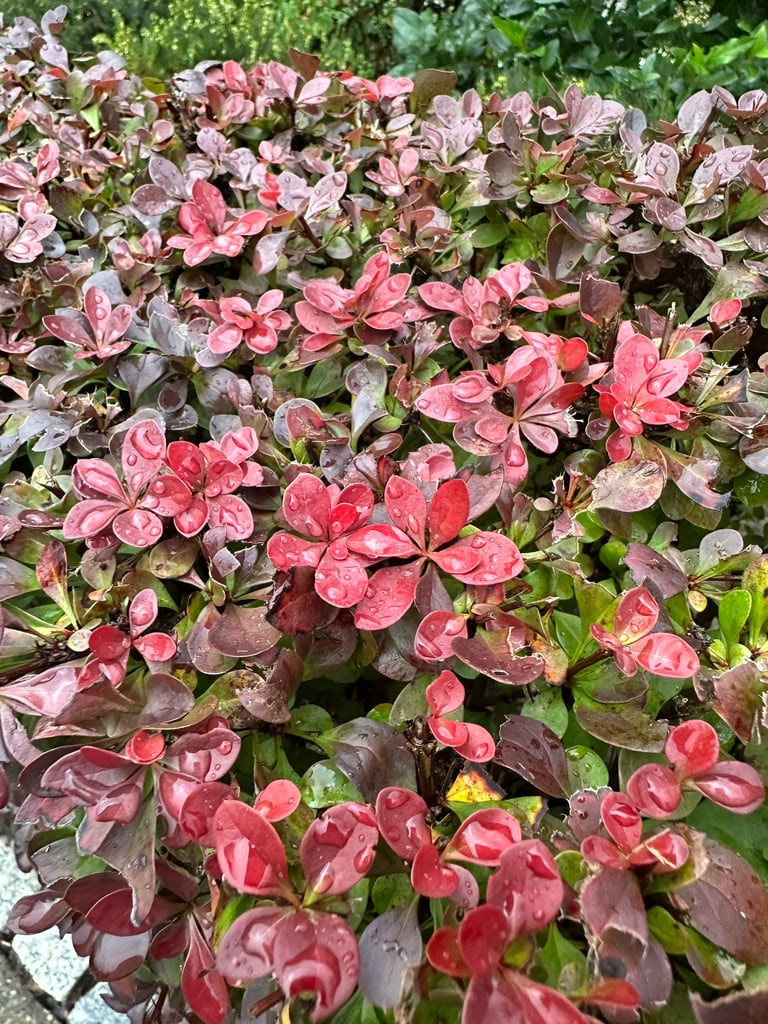 red Barberry leaves