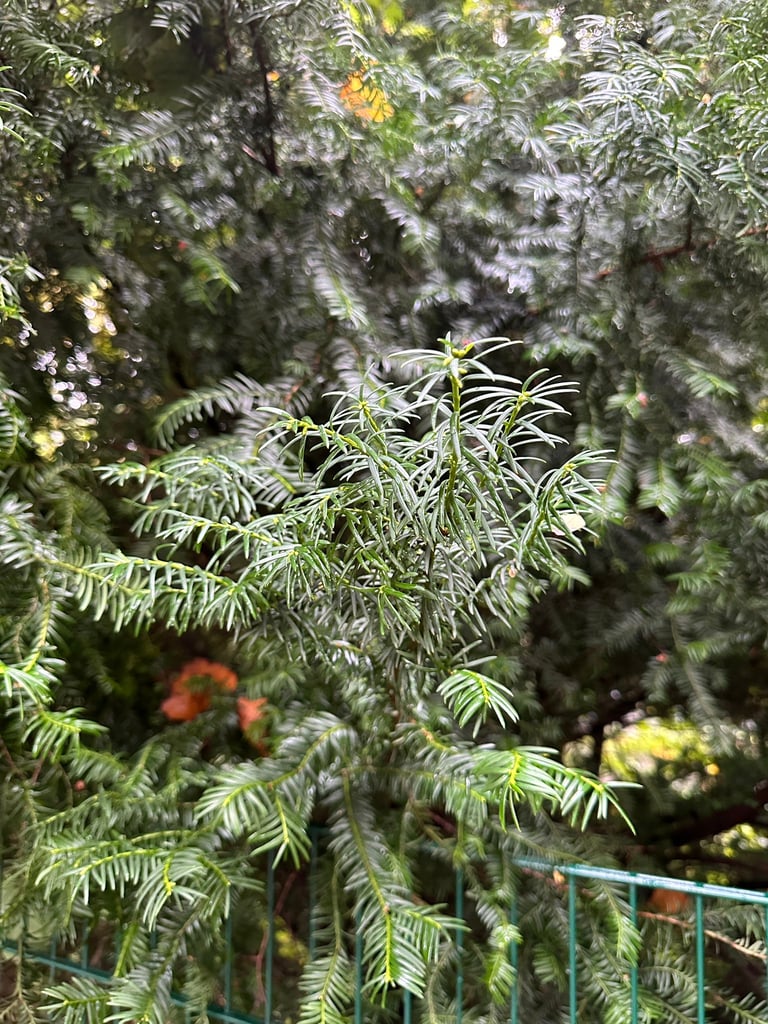 a green English Yew tree branch in a forest
