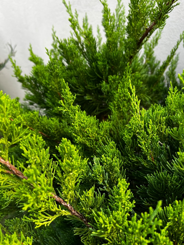 a Noota Cypress bush with a green foilage