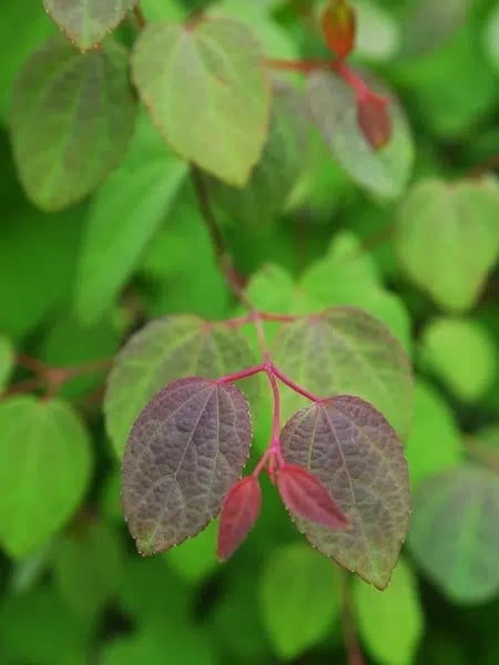 green and red Katsura Tree leaves