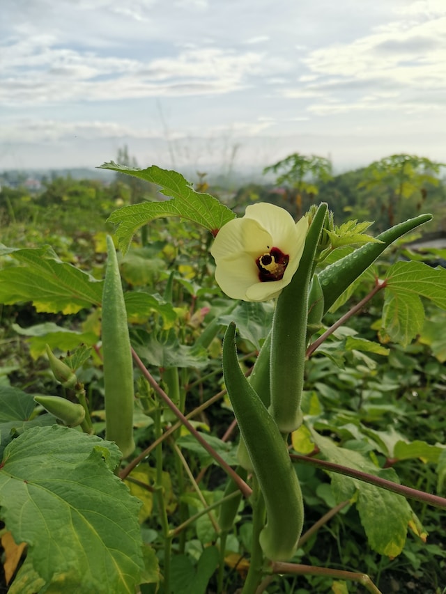 an Okra plant with a yellow flower