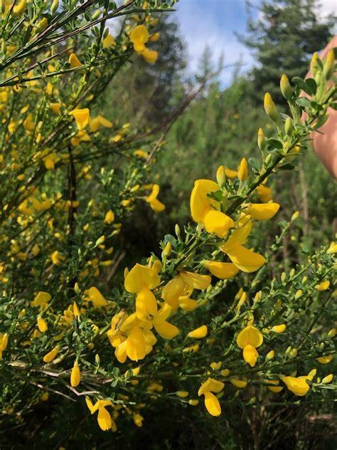 a Scotch Broom bush stem with leaves and flowers