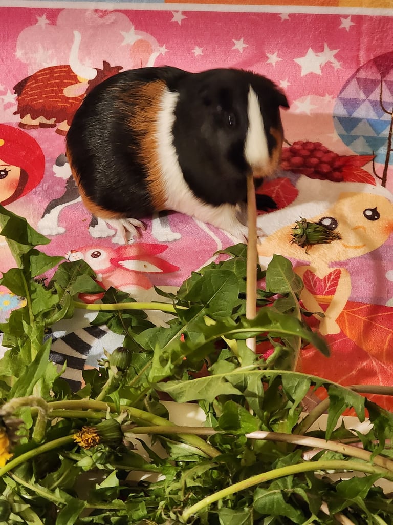 Ensure Pet Care, Overnight pet sitting for guinea pigs by Olney