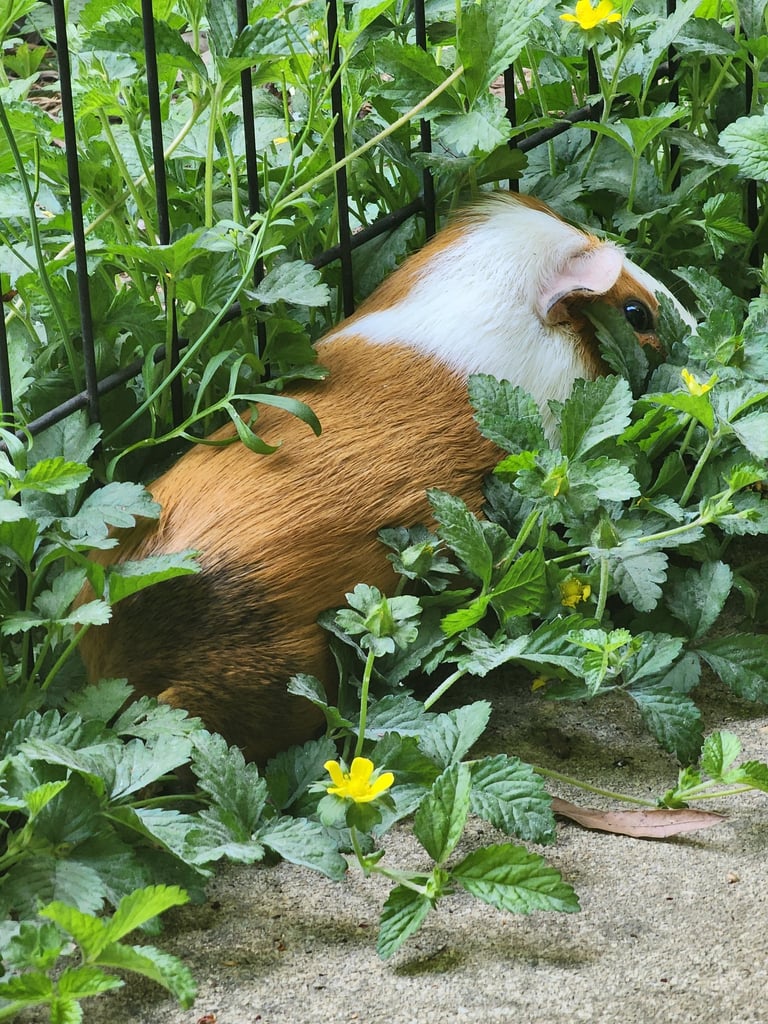 Ensure pet care pet sitter bonded and insured in wheaton, MD