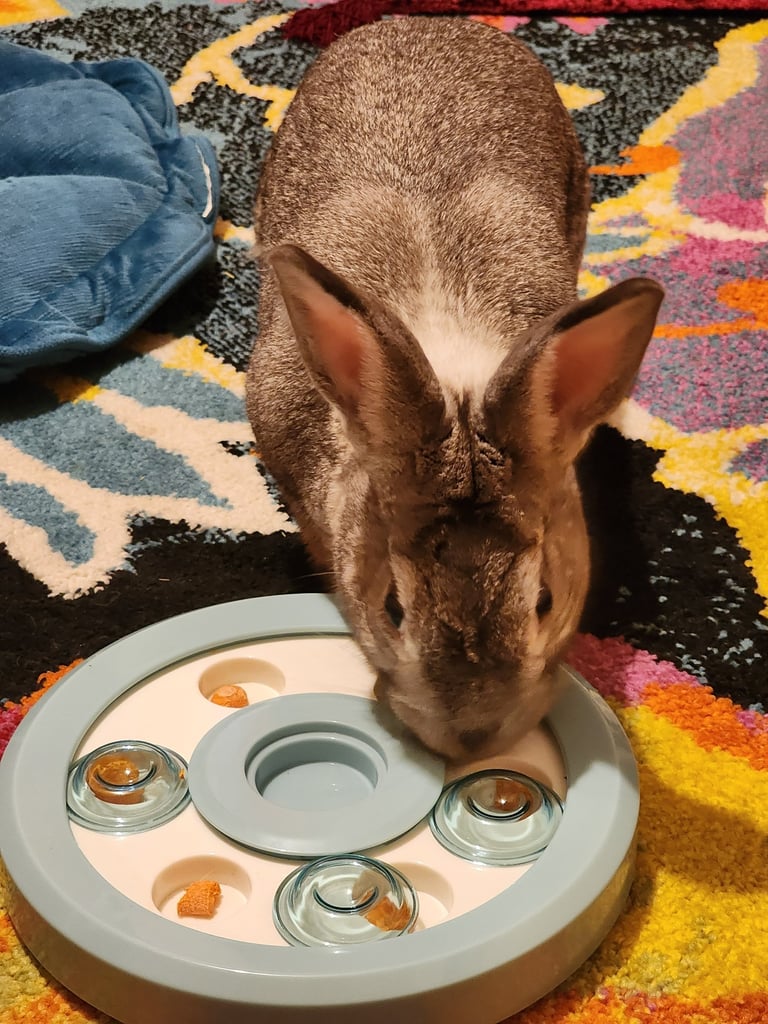 Ensure Pet Care, In-home pet sitting for rabbits at Bethesda