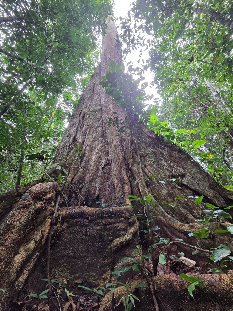Shihuahuaco Baum Amazonas
