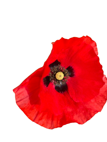 Coquelicot