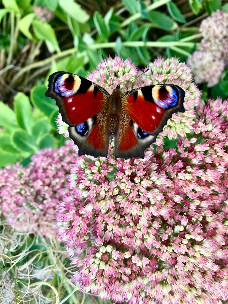 papillon cercles de femmes abbaretz nozay le chemin de la chouette 