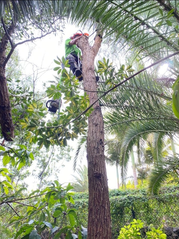 tala de arboles por secciones 