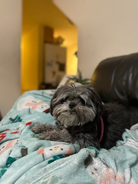 Dog Boarding Training