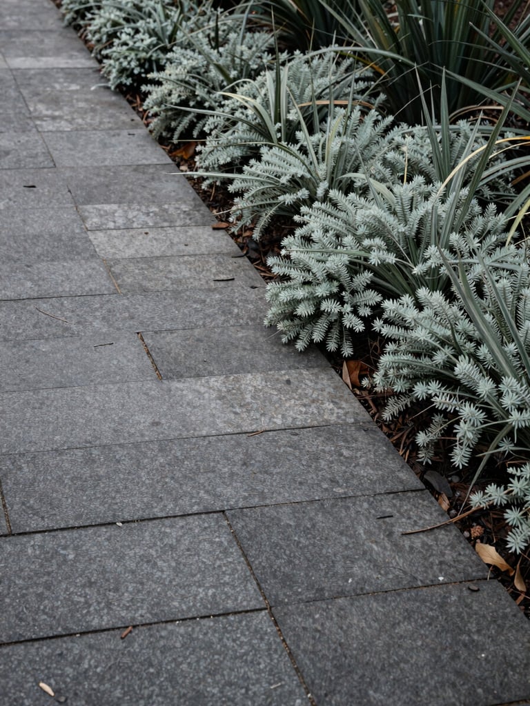 Low-angle architectural elevation of split-face slate paving meeting delicate native groundcover, soft overcast Melbourne daylight, high-contrast raw stone textures.