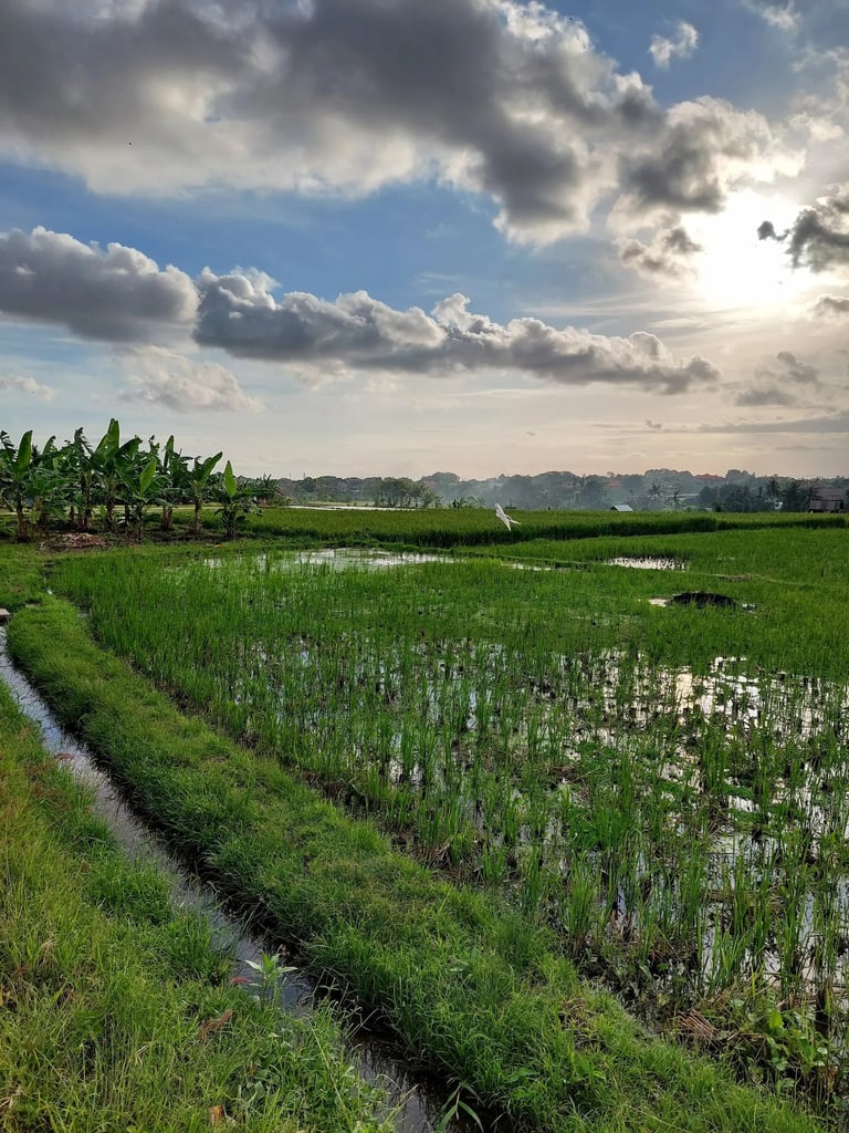 Arrozal bali 2026 Canggu utara, humo de fuego al fondo de la foto