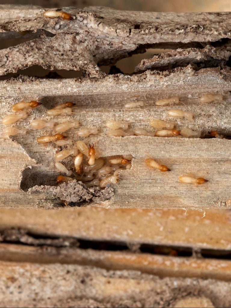 termites