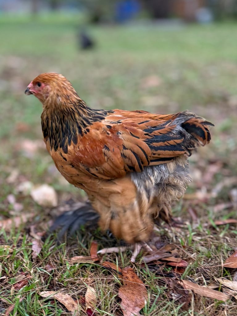 Brahma hen