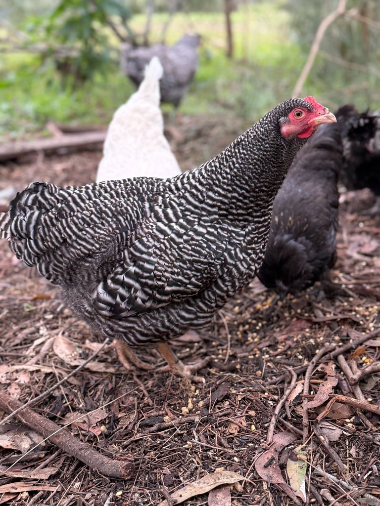 Plymouth Rock Heritage Hen