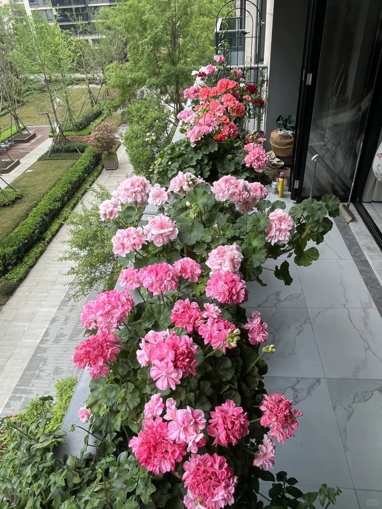 Modern balcony garden with lavender, rosemary, ivy, ferns, geraniums and ornamental grasses arranged
