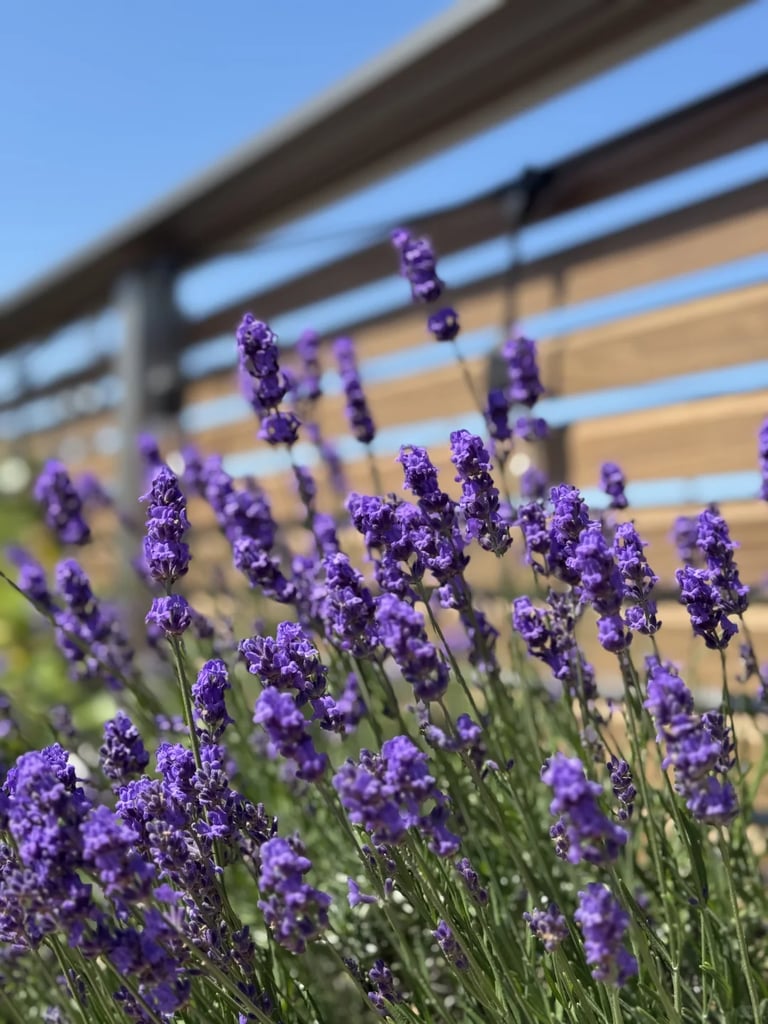 Modern balcony garden with lavender, rosemary, ivy, ferns, geraniums and ornamental grasses arranged