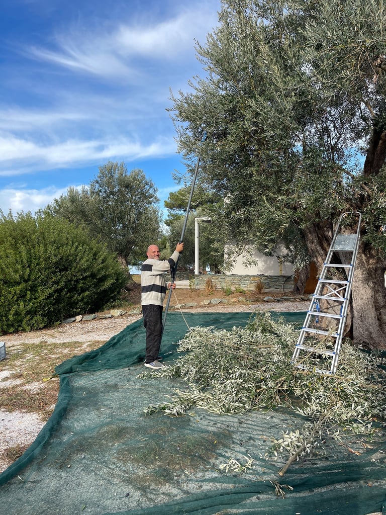 Huile d'olive direct producteur - Villa Port Olivier - Villa à louer en Grèce - île de Lesbos