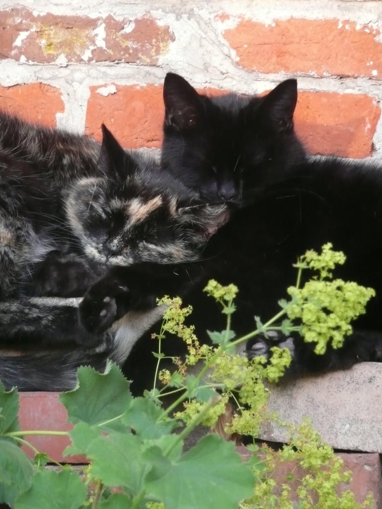two cats are laying on a brick wall
