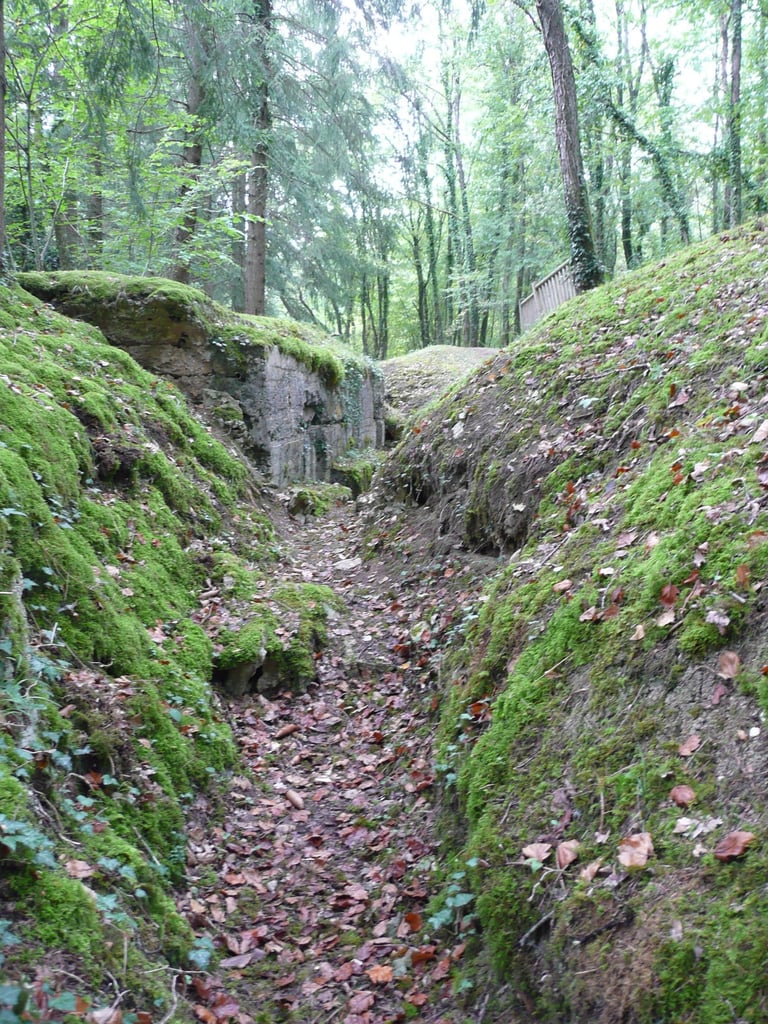 a narrow path with mossy green leaves