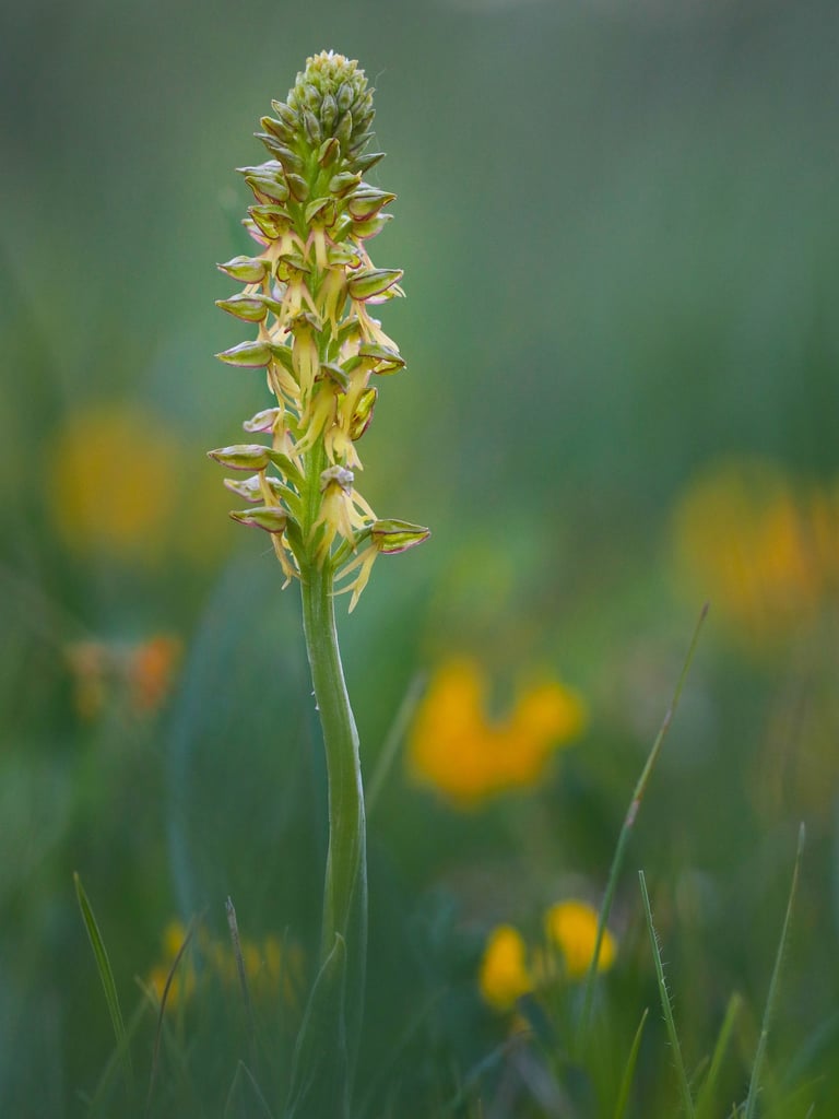 Die wärmeliebende Puppenorchis ist in Thüringen sehr selten, profitiert aber von der aktuellen Klima
