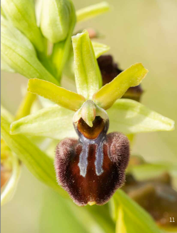 Große Spinnen-Ragwurz foto von Sebastian Brandt