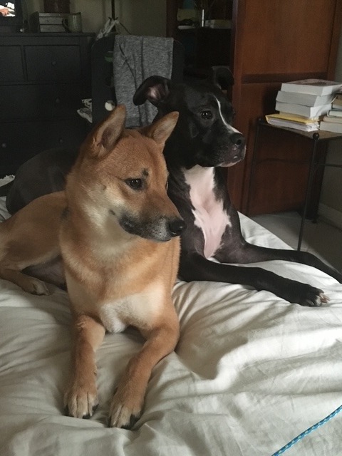 Clean AF Life founder's dogs representing a non-toxic home and pet-safe lifestyle