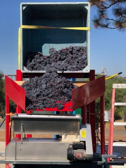Dark purple grapes fall from a bin into a hopper