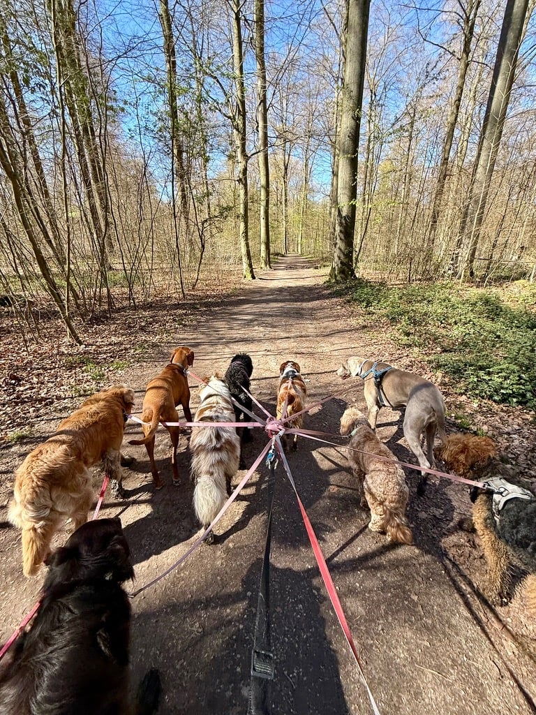 buddy doggy dog walking dog sitting Brussels