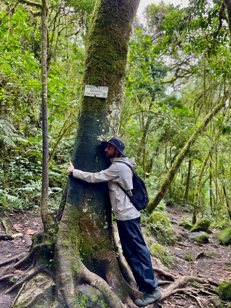 Columbian Rainforest - Hugging tree