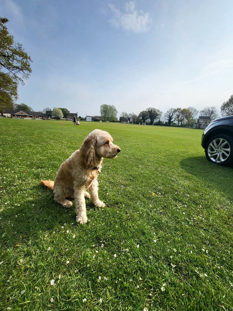 Dog Sitting in Leeds