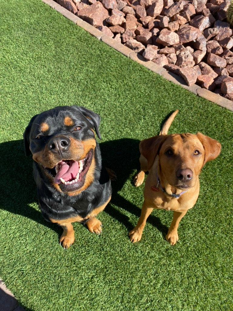 Two dogs smiling up at the camera because they are safe, comfortable, and having fun at home.