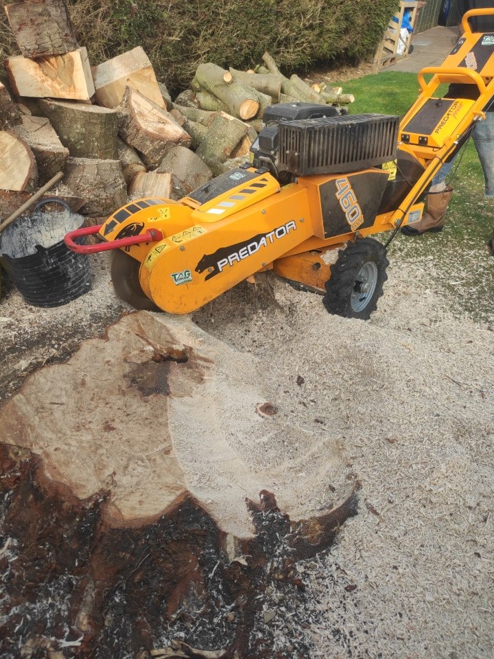 what is the cost of stump grinding in cheltenham Gloucestershire by Hamilton Trees and Gardens