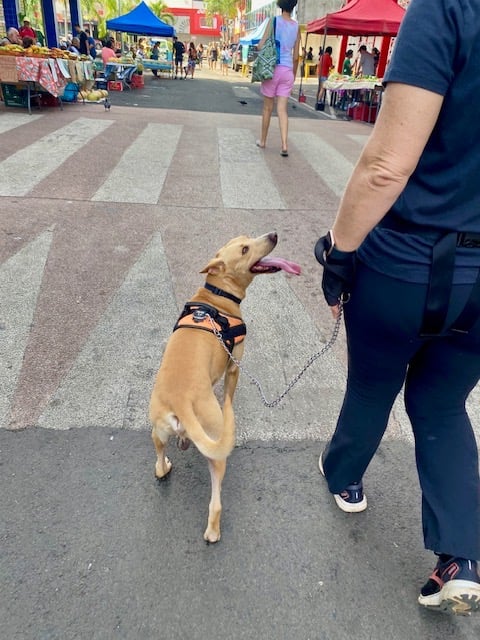 chien en ville qui marche en laisse
