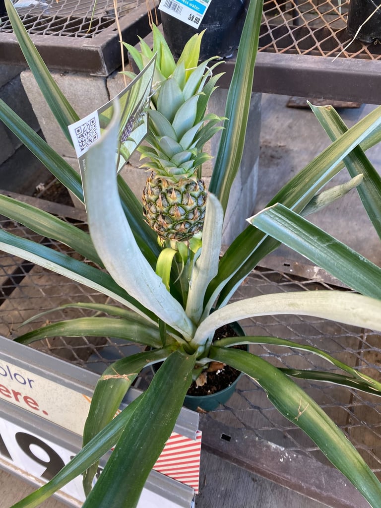 a pineapple planter with a pineapple on it