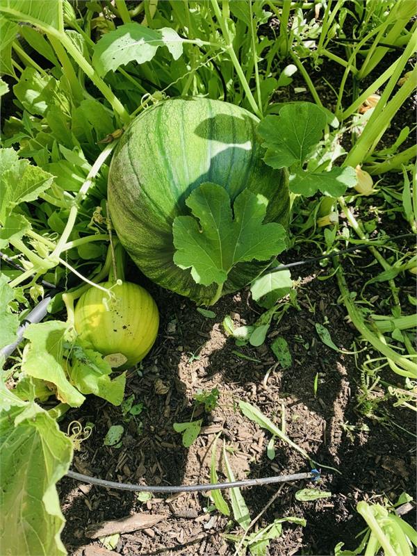 Two melons growing on vines