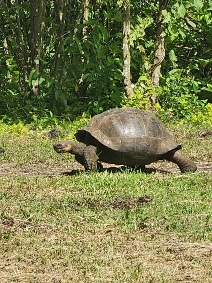 Galapagos adventure - giant tortoise