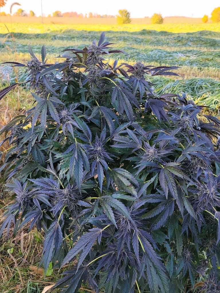 Example of a Modern Hybrid strain
