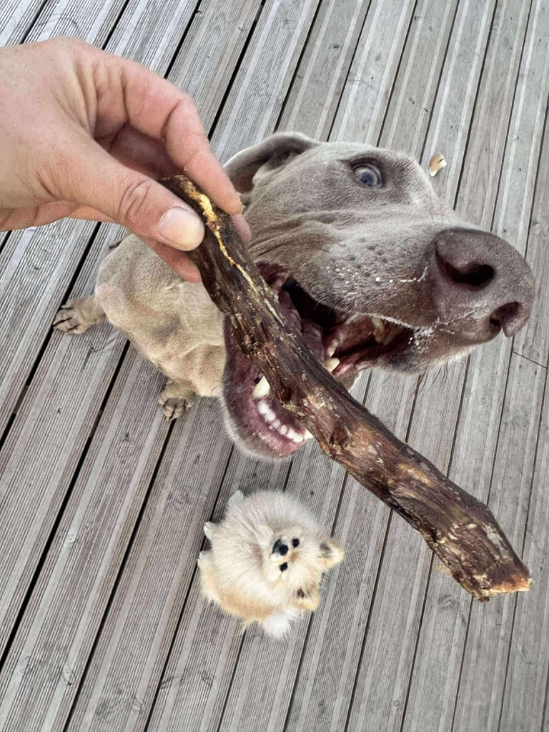 chien mangeant friandise Mr Dog's